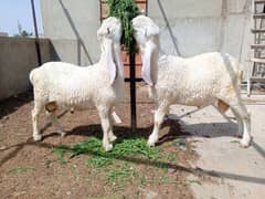VIP Larkana Male Dumbay Dono Male Hai Qurbani 2025