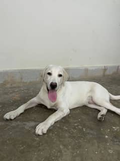 Labrador 6 Months Male / Looking for Shelter