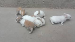 rabbit