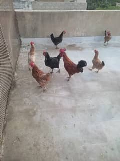 6Hens