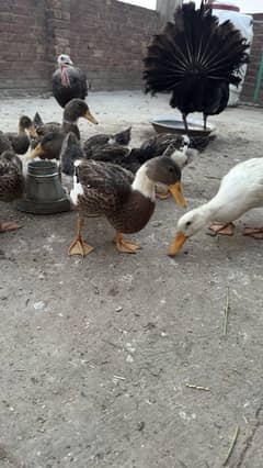 Young Ducks For Sale