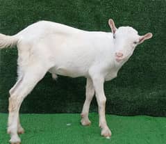 taddy goats baby's