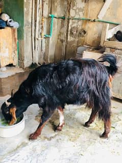qurbani k Liya Ghar ka pala howa Bakra. . .