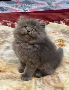 gray Persian kitten| Triple long coated |punch Face|cat babies