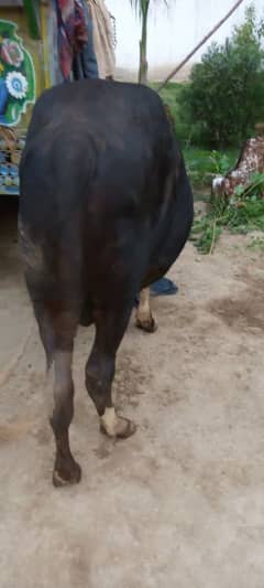 do can't animal for sale