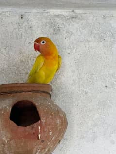 love birds
