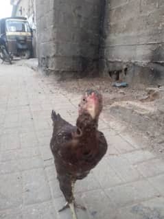 Asli Kolangi Sindhi