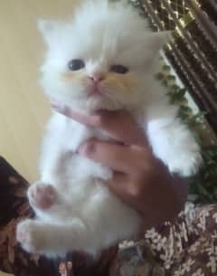 two kittens triple coat white punch face