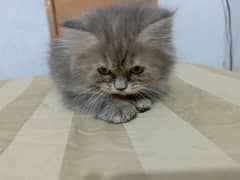 cute Persian