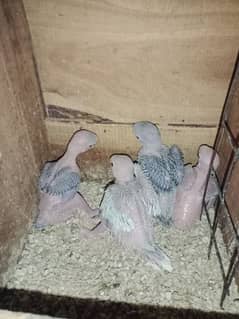 Blue ring nack chicks available on pin feathers