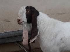 Munda Bakra