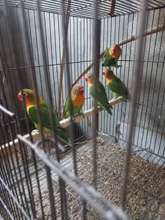 Green Fisher lovebirds Rs 700
