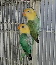 Pale fallows and splits pale fallow lovebirds 5 month plus