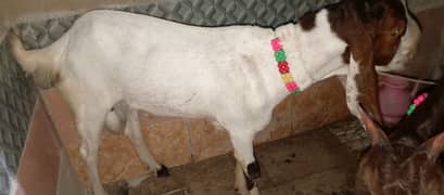 bakra do damt khaasi jorhi hai. dono 35 kilo se uper hai