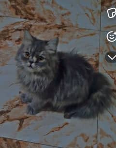 female active playful litter trained cat for sale