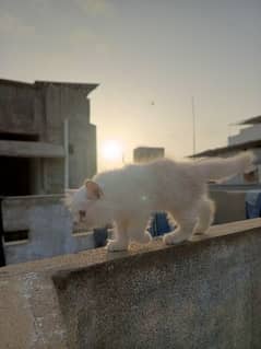 semi punch kitten for sale