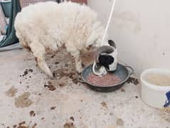 menda | sheep
