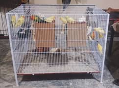 Parrots And Cage