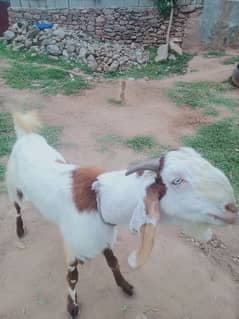 2 dant bkra for sale 03328500739