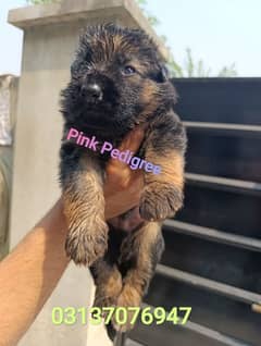 German shepherd | GSD puppies |security dogs | Pedigree  puppy