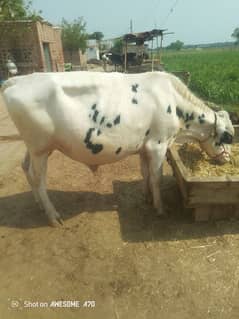 forzen vachra age 3 year