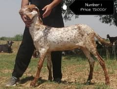 Sheep | Dumba | Goat | Bakra |Qurbani | (بکرا) | For Sale