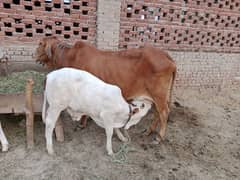 sahiwal cow nkra wacha
