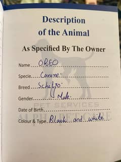 Dog for sell