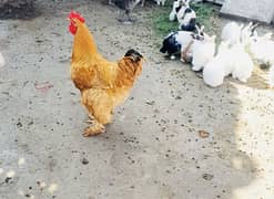 Golden buff