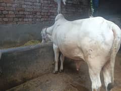 qurbani