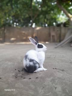 pair of rabbits"