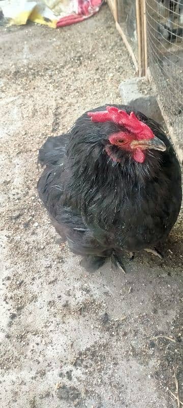 Assil & Bentum Chicks for sale 8