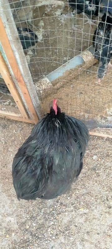 Assil & Bentum Chicks for sale 9