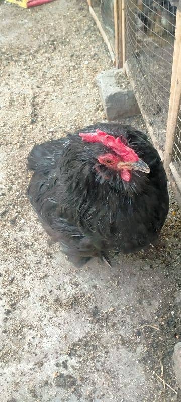Assil & Bentum Chicks for sale 10