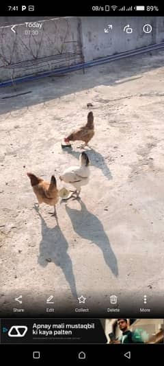 Gikden misri hen and breader roaster