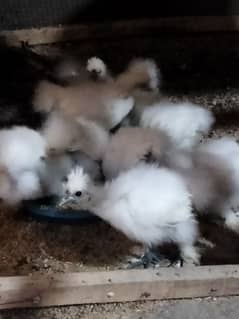 white silkie for sale