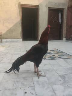 miya wali ka hai