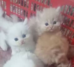 Triple coated Persian kittens fluffy
