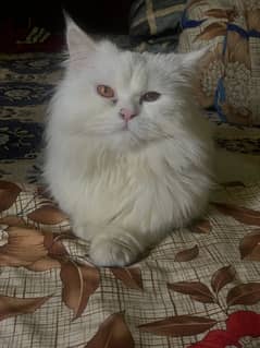white persian male cat for mating service