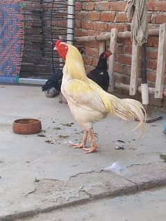Heera