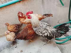 2 small murga and 2 big hens and one Big murga