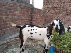 pure dasi baqara