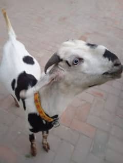 kheera bakra for sale