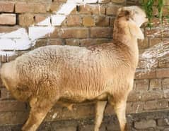 Sheep 3 For Sele Qurbani ke weight 72kg one Pace WhatsApp Contact