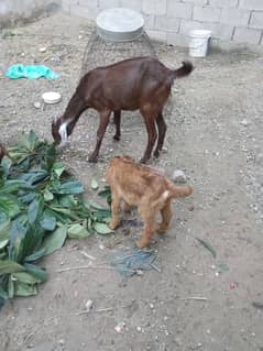 goat for sale red colour beautiful goat poure Desi bakri  bacha be ha