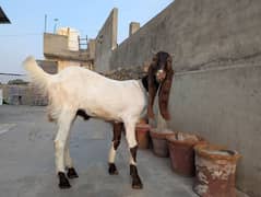 2 dant khassi bakra