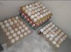 Fresh Desi Eggs
