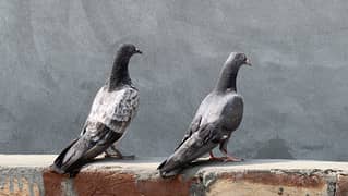 Pigeon Pair