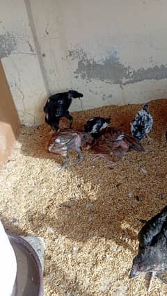 Qandhari Chicks for sale
