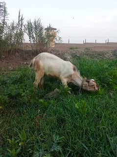 Bakra